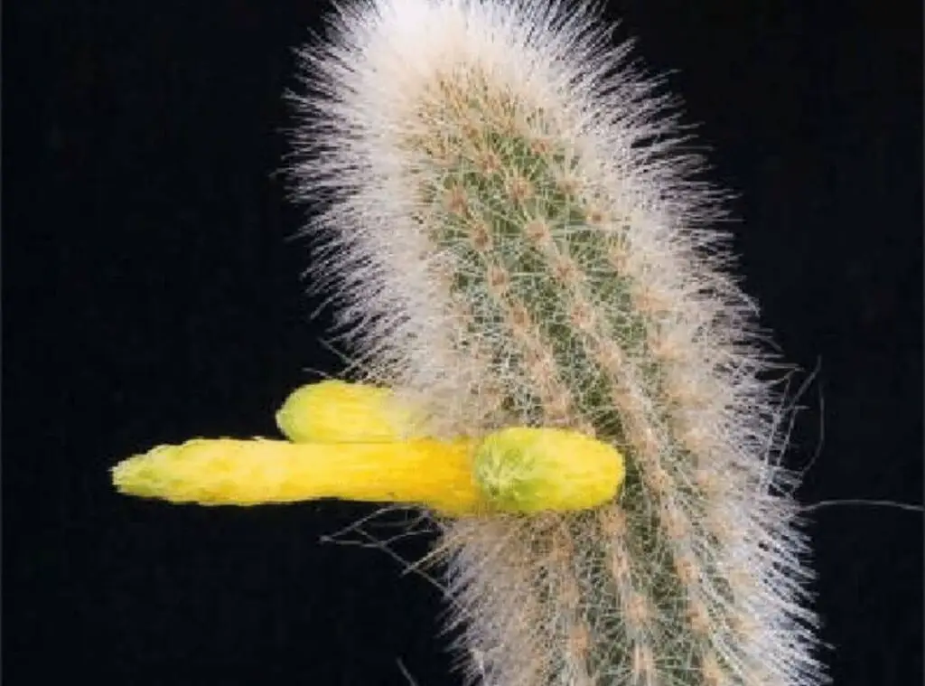 Cleistocactus Ritteri