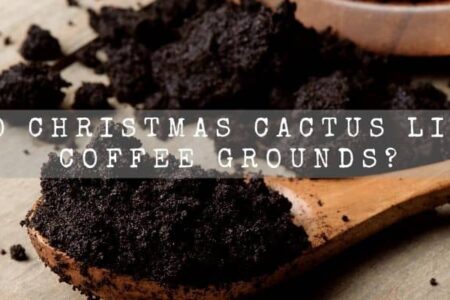 Do Christmas Cactus Like Coffee Grounds?