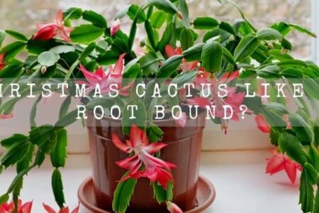 Do Christmas Cactus Like To Be Root Bound?