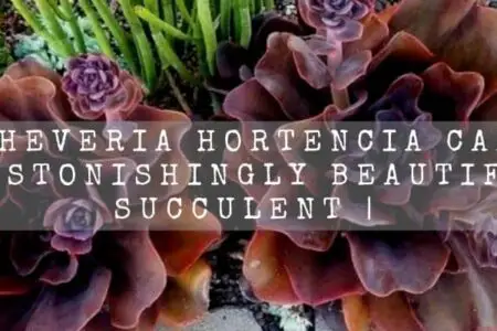 Echeveria Hortencia Care | Astonishingly Beautiful Succulent |