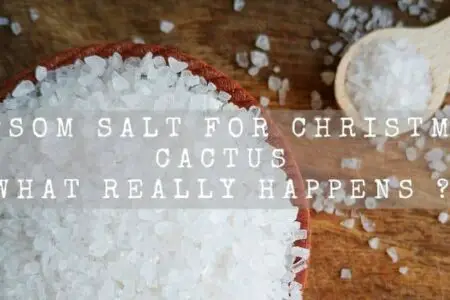 Epsom Salt For Christmas Cactus !