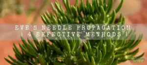 Eve's Needle Propagation