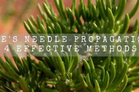 Eve’s Needle Propagation | 4 Effective Methods |
