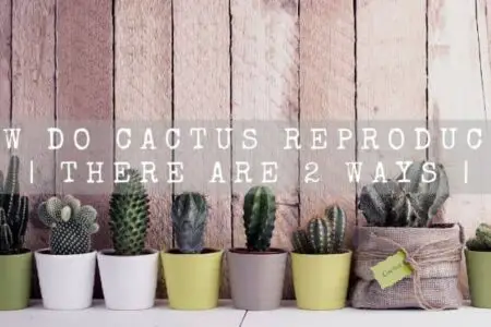 How Do Cactus Reproduce? | There Are 2 Ways |