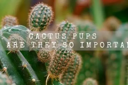 Cactus Pups | Why Are They So Important ? |