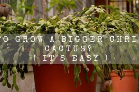 How To Grow A Bigger Christmas Cactus?