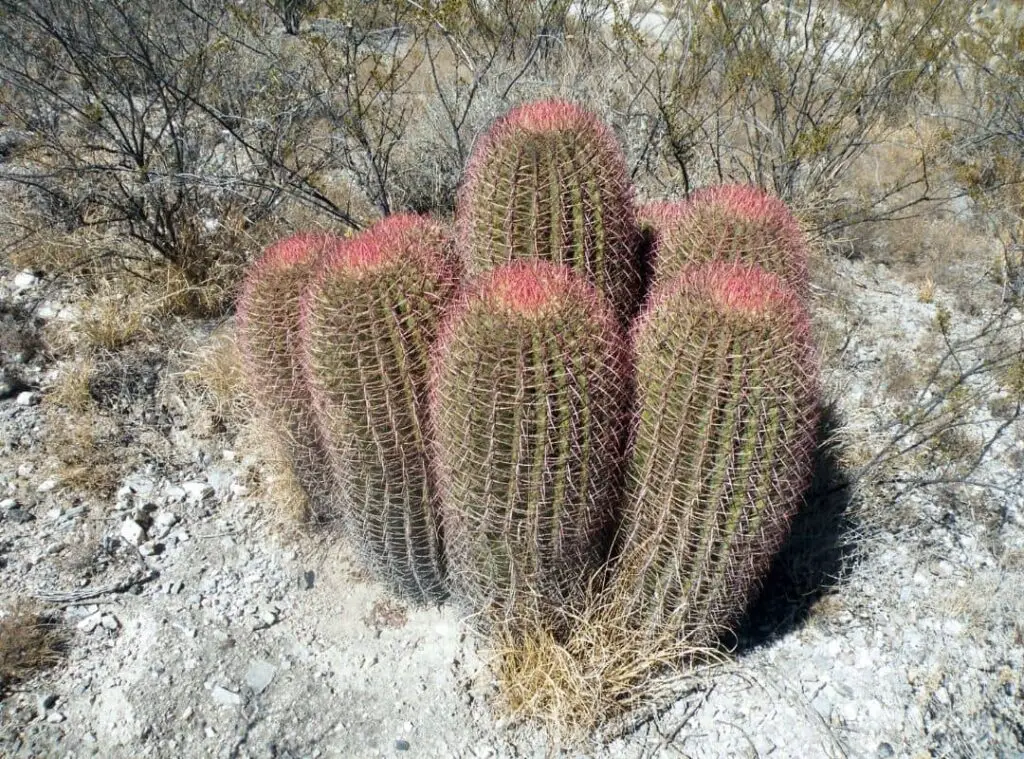 Large cactus