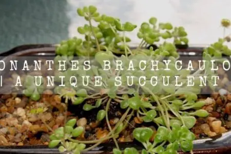 Monanthes Brachycaulos | A Unique Succulent |