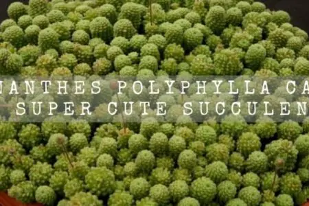 Monanthes Polyphylla Care | A Super Cute Succulent |