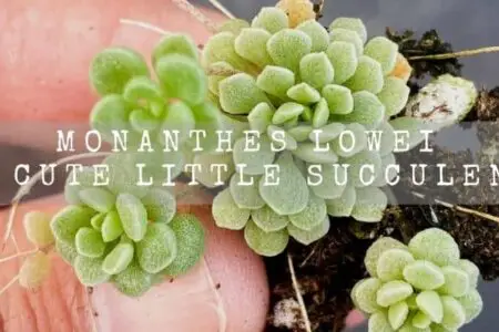 Monanthes lowei | A Cute Little Succulent |