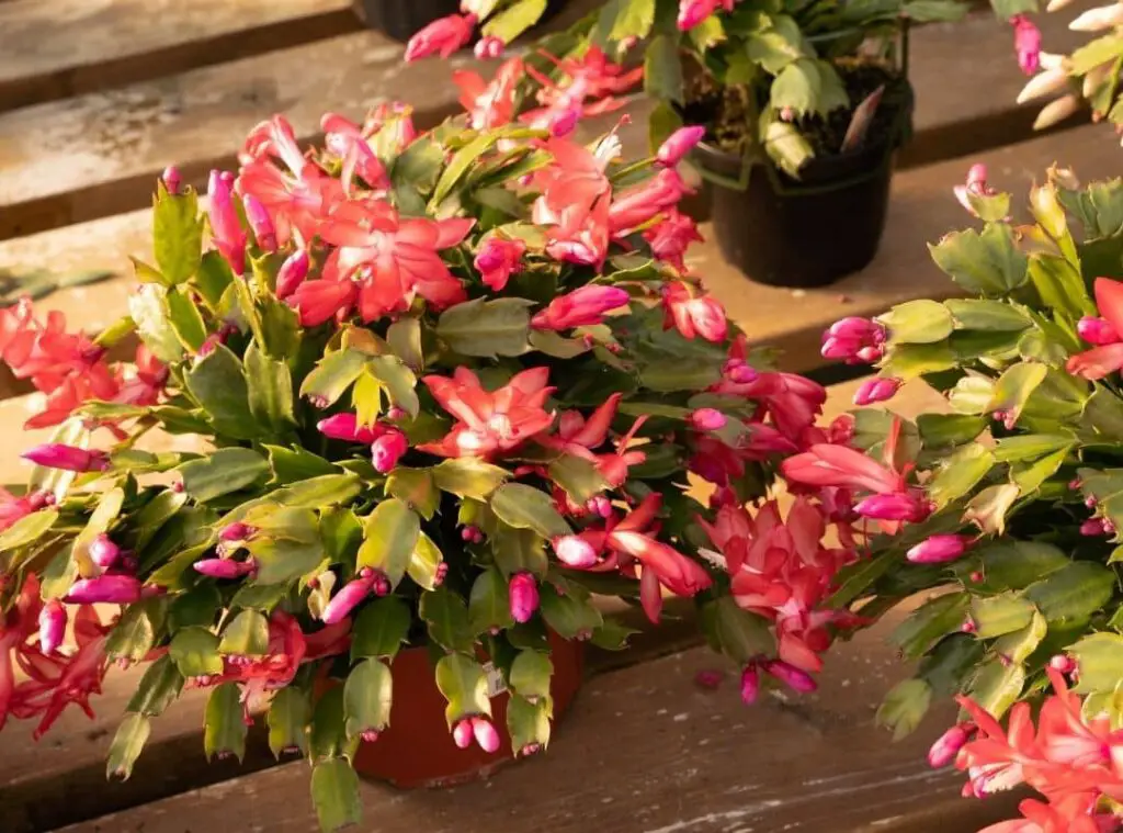 What Kind Of Soil For Christmas Cactus