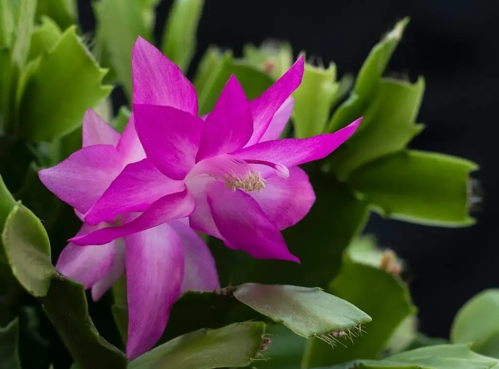 When To Propagate Christmas Cactus