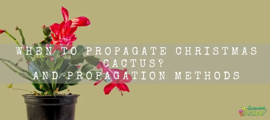 When To Propagate Christmas Cactus