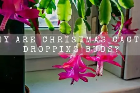 Why Are Christmas Cactus Dropping Buds?