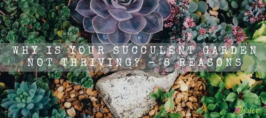 Why Is Your Succulent Garden Not Thriving