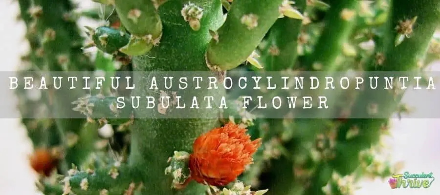 Austrocylindropuntia Subulata flower