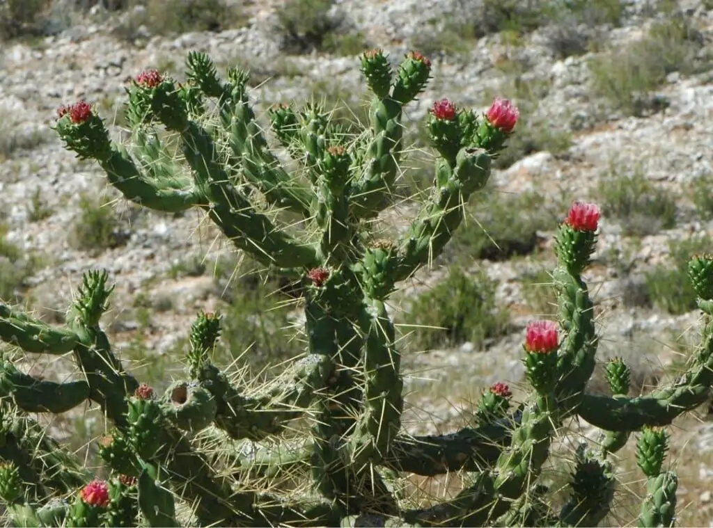 Austrocylindropuntia Subulata Flower