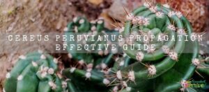 Cereus Peruvianus Propagation