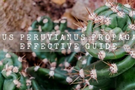 Cereus Peruvianus Propagation 3 Effective Methods