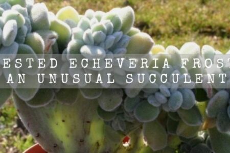 Crested Echeveria Frosty | An Unusual Succulent |