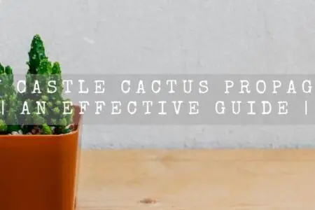 Fairy Castle Cactus Propagation | An Effective Guide | 
