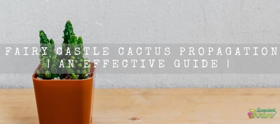 Fairy Castle Cactus Propagation