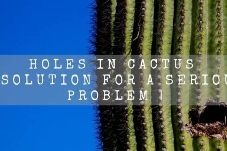 Holes In Cactus | Solution For A Serious Problem |