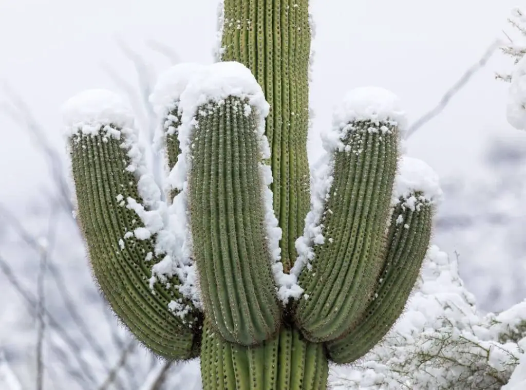How To Save A Frozen Cactus