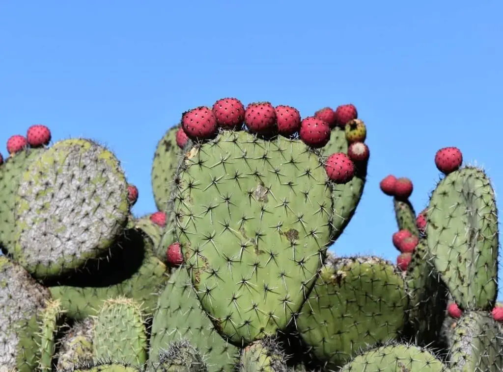 Mexican Cactus