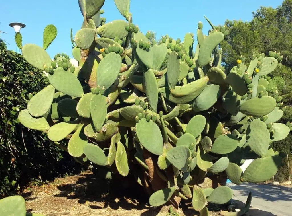 Mexican Cactus