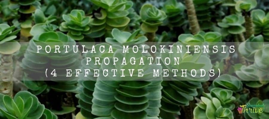 Portulaca Molokiniensis Propagation