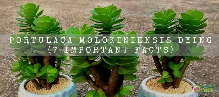 Portulaca Molokiniensis dying