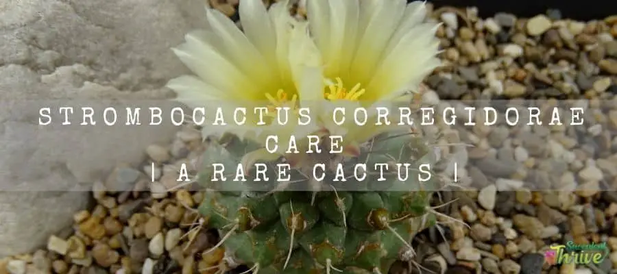 Strombocactus Corregidorae