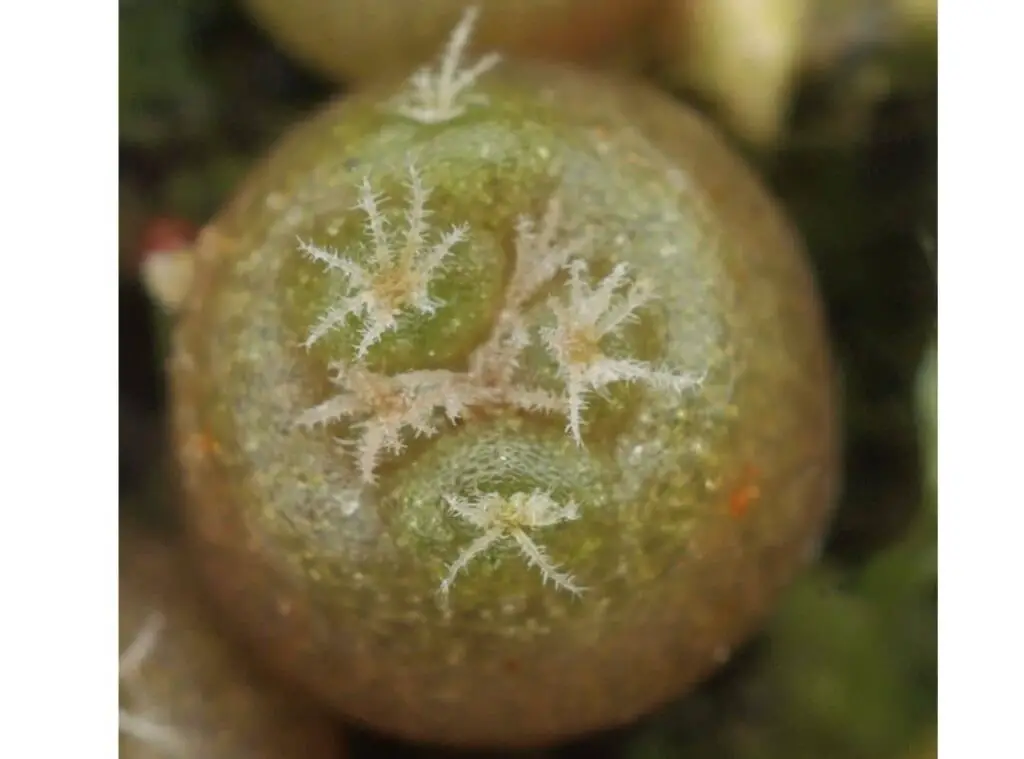 Strombocactus Pulcherrimus 