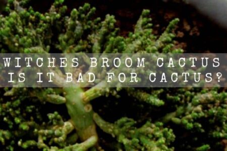 What is Witches Broom Cactus?  