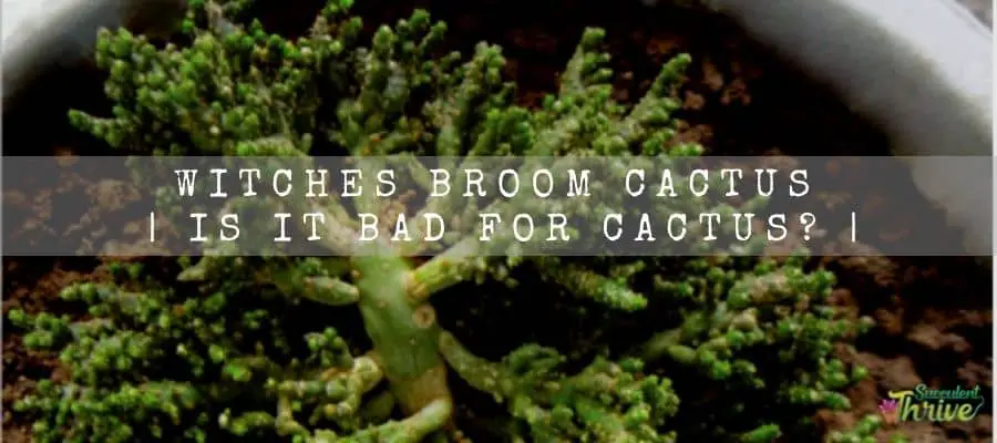 Witches Broom Cactus