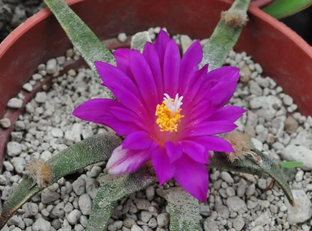 Ariocarpus Agavoides