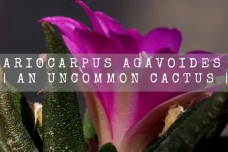 Ariocarpus Agavoides | An Uncommon Cactus |