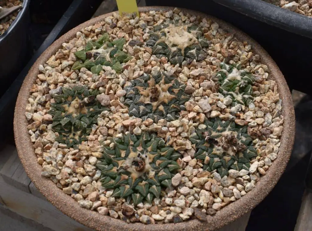 Ariocarpus Kotschoubeyanus