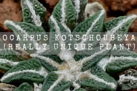 Ariocarpus Kotschoubeyanus (Really Unique Plant)