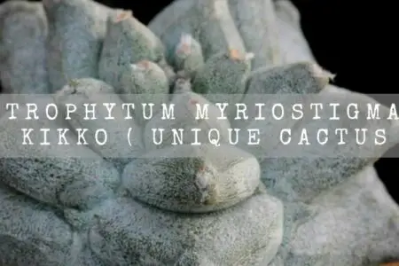 Astrophytum Myriostigma Cv. Kikko ( Unique Cactus )