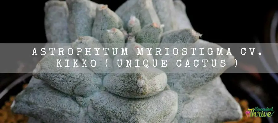 Astrophytum Myriostigma Cv. Kikko