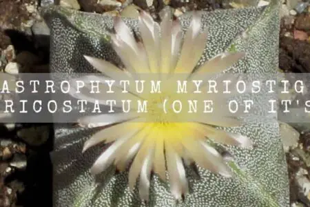 Astrophytum Myriostigma Quadricostatum (One Of It’s Kind)