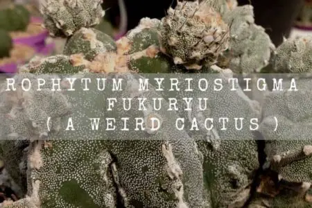 Astrophytum Myriostigma Var. Fukuryu ( A Weird Cactus )