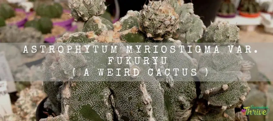 Astrophytum Myriostigma Var. Fukuryu 