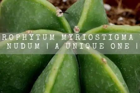 Astrophytum Myriostigma Var. Nudum | A Unique One |