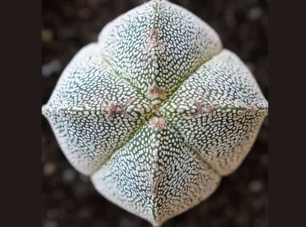 Astrophytum myriostigma var. onzuka 