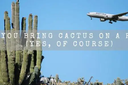 Can You Bring Cactus On A Plane? (Yes, Of Course)