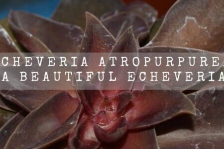 Echeveria Atropurpurea | A Beautiful Echeveria |