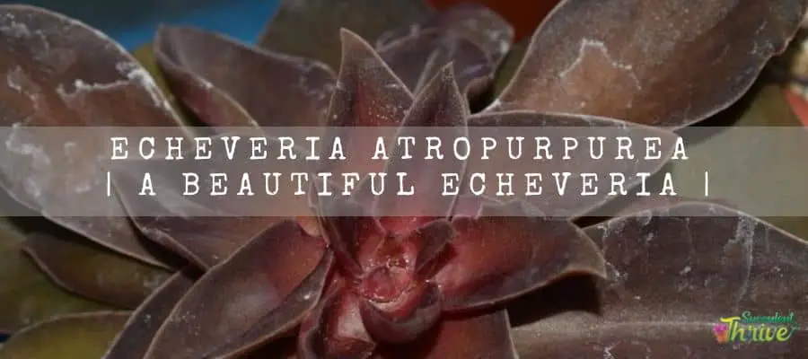 Details about   Echeveria atropurpurea pot 5.5 cm 